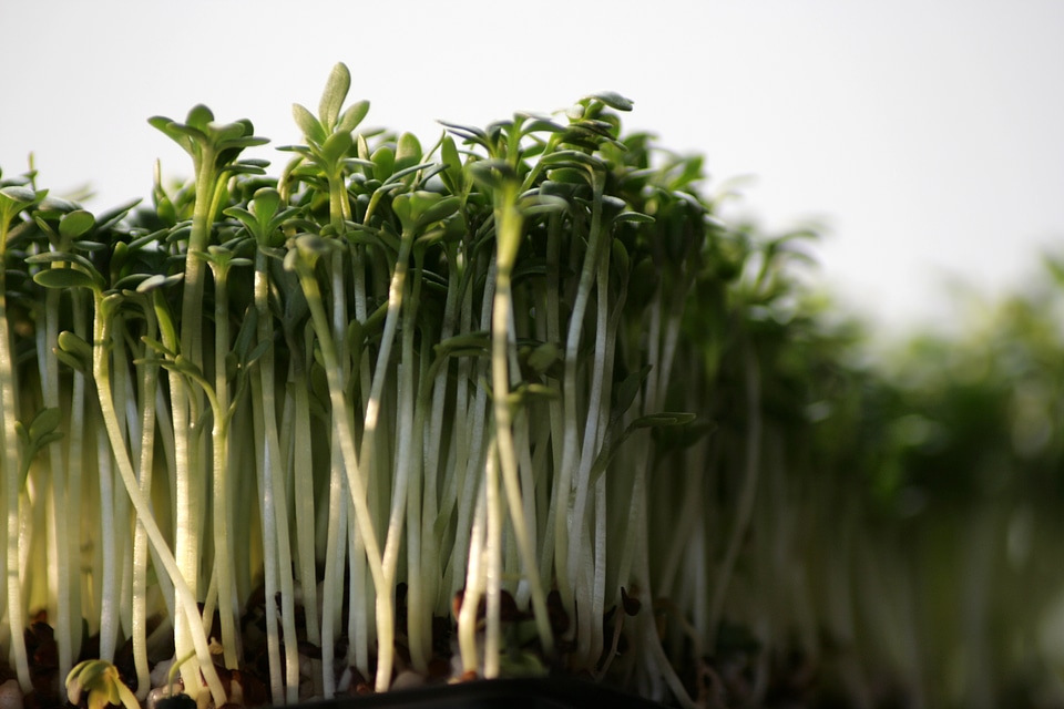 Cress vegetables healthy