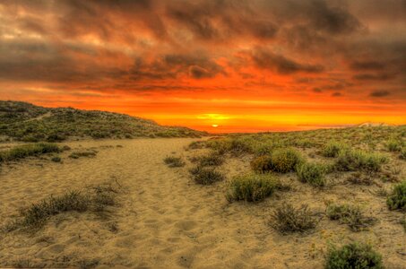 Green Leaf Plant and Brown Soil Under Gray Nimbus Clouds during Golden Hour photo