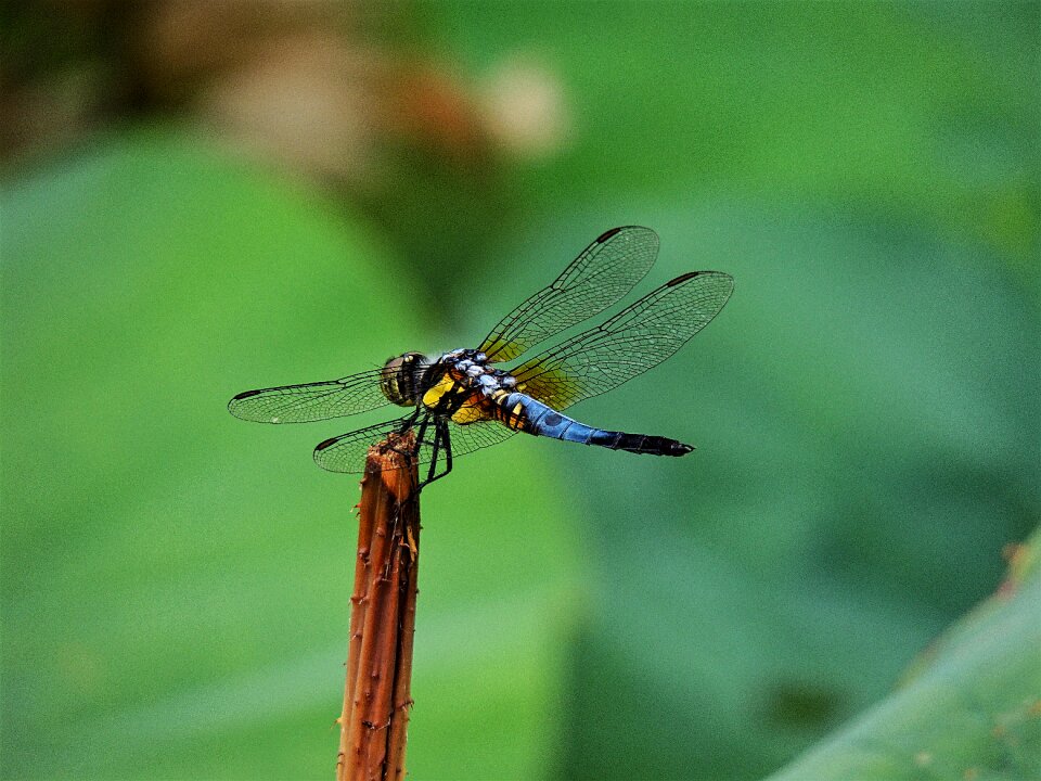 Free stock photo from Flickr