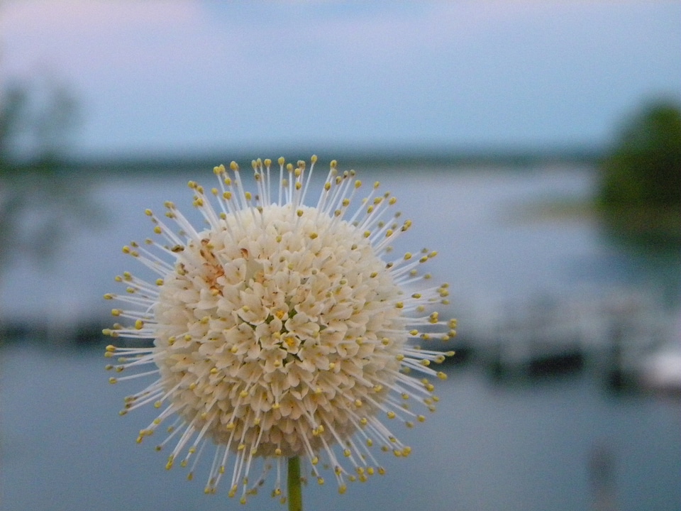 Fluffy floral plant