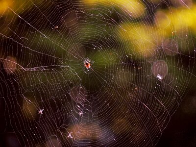 Free stock photo from Flickr