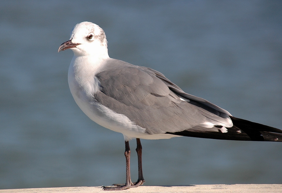 Bird white gray
