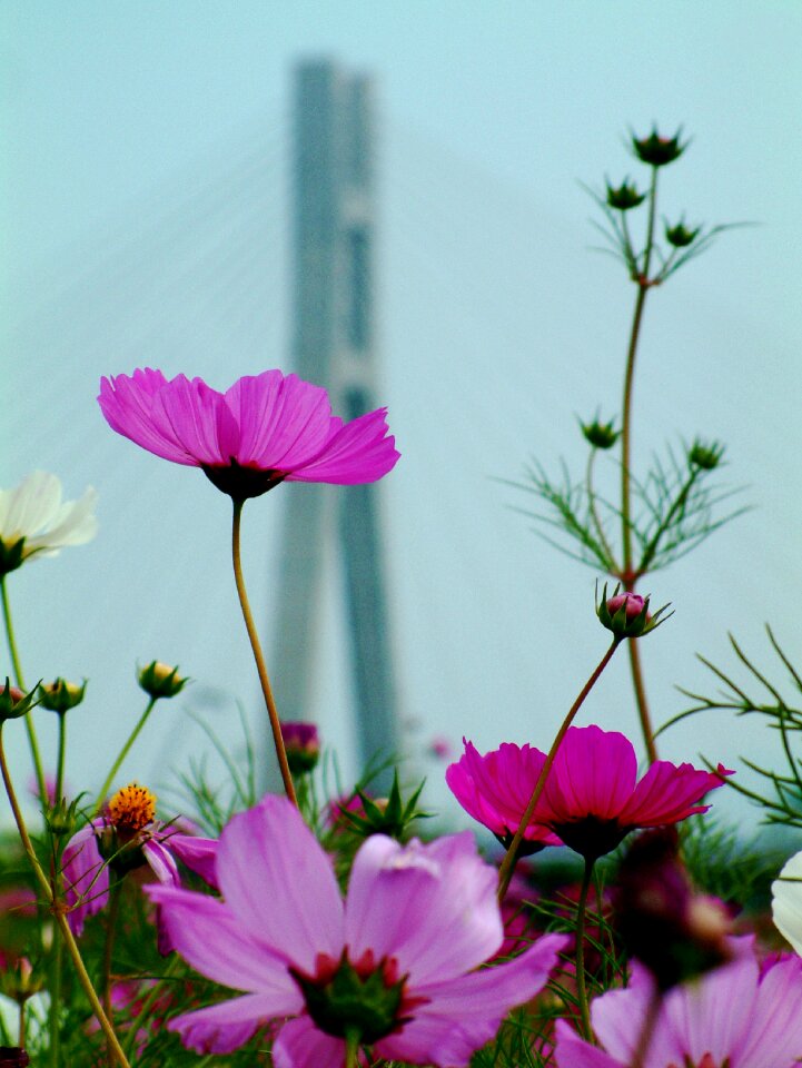 Free stock photo from Flickr