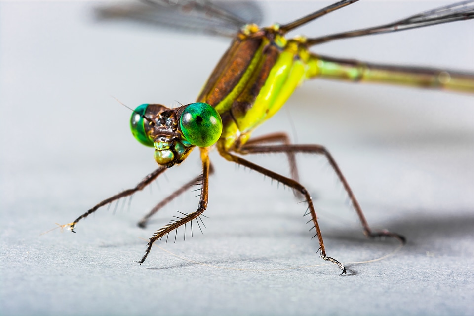 Close up eye green