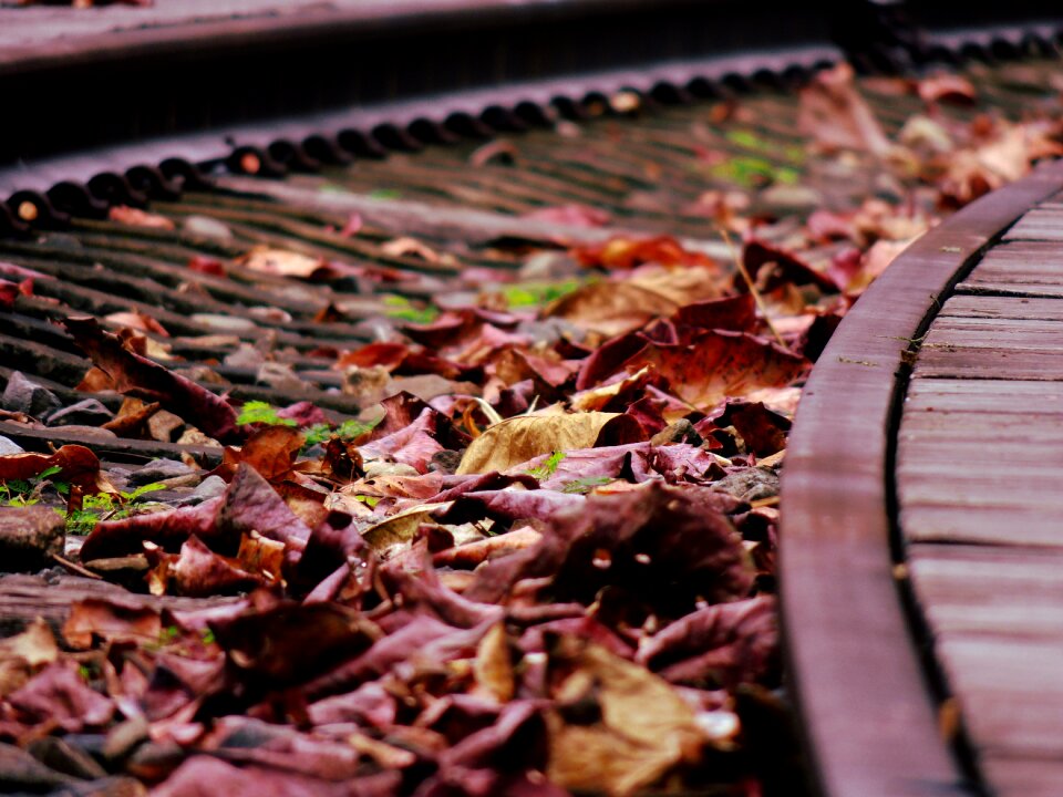 Brown Dried Leaf over Black Rail
