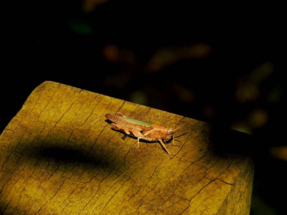 Free stock photo from Flickr