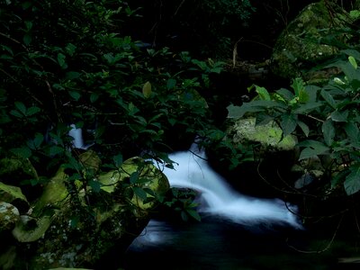 Waterfalls Near Green Leafed Plants photo