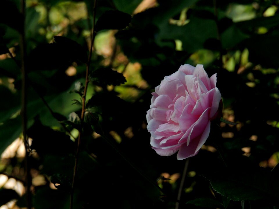 Free stock photo from Flickr