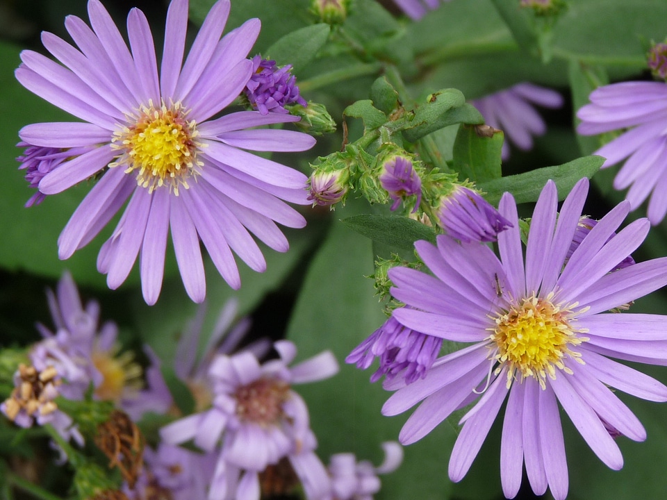 Blossom bloom petals