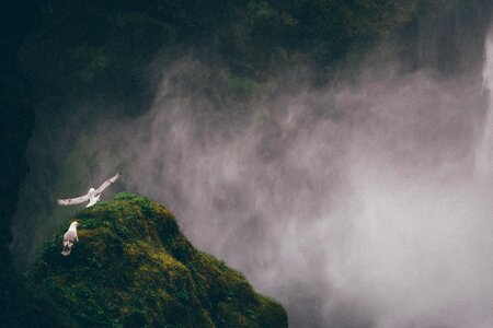 Birds Flying Above Grass Covered Mountain photo