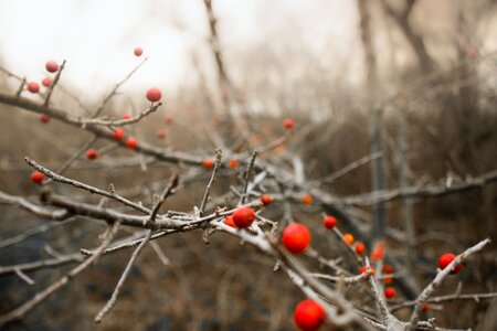Free stock photo from Flickr