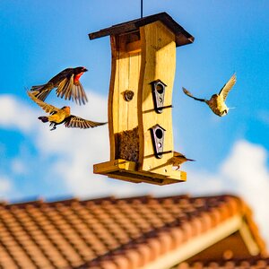 Brown and Beige Finch Birds Surround Bird House photo