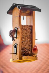 Birds on Brown Wooden Feeds Dispenser photo