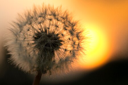 Dandelion Flower photo