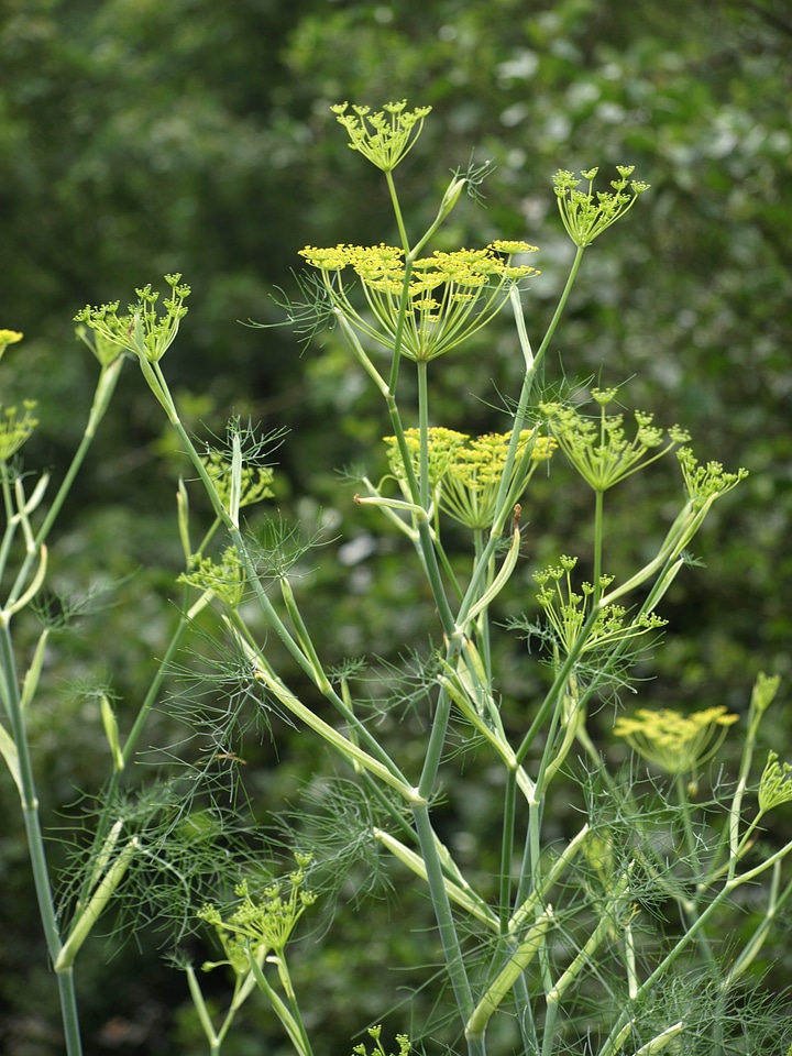Medicinal herbs garden summer