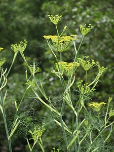 Medicinal herbs garden summer