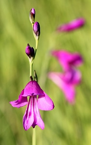 Bloom wild flower pink photo