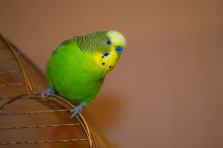 Free stock photo from Flickr