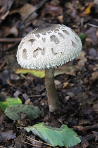 Forest forest floor death head