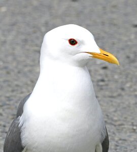 Closeup Photography of White and Grey Seagull photo