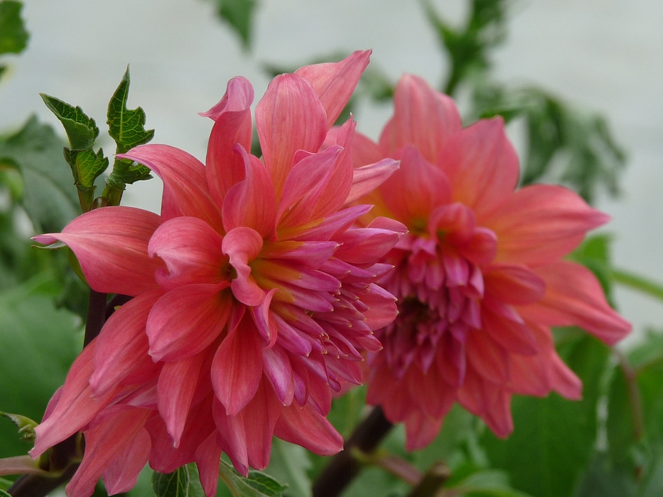 Plants natural blossom