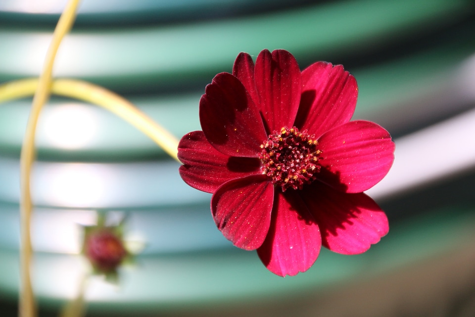 Red plant garden