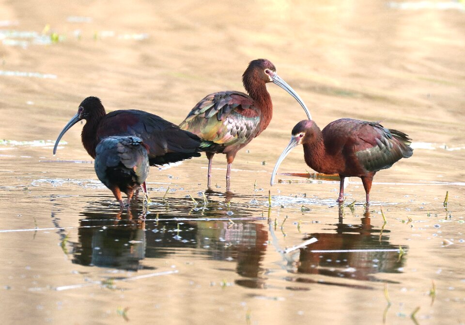 3 Brown and Black Long Beak Bird Eating on Body of Water during Daytime photo