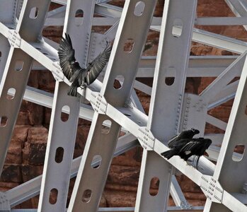 Black Birds on Scaffolding photo