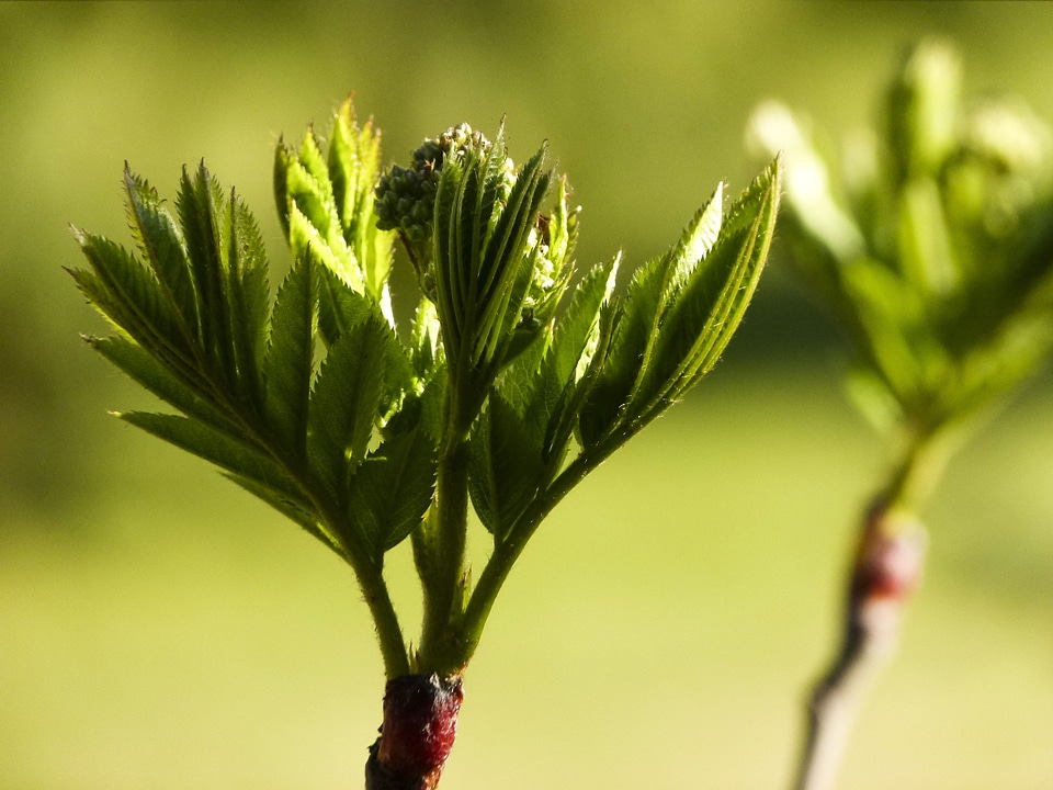 Close-up branch nature