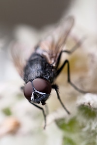 Close-up detail eyes
