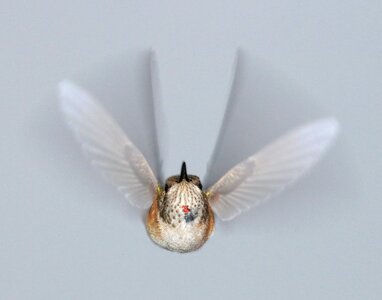 Free stock photo from Flickr
