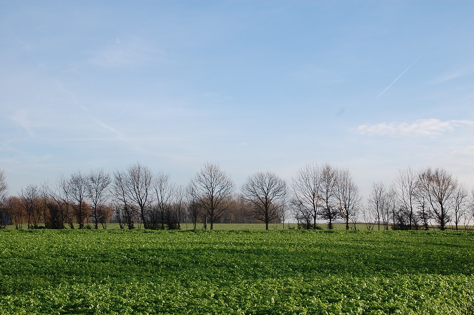 Nature landscape field