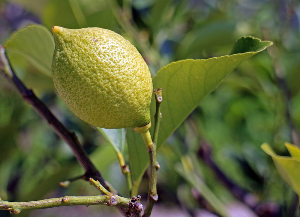 Lemon tree fruit citrus fruits
