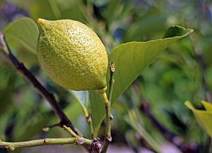Lemon tree fruit citrus fruits photo