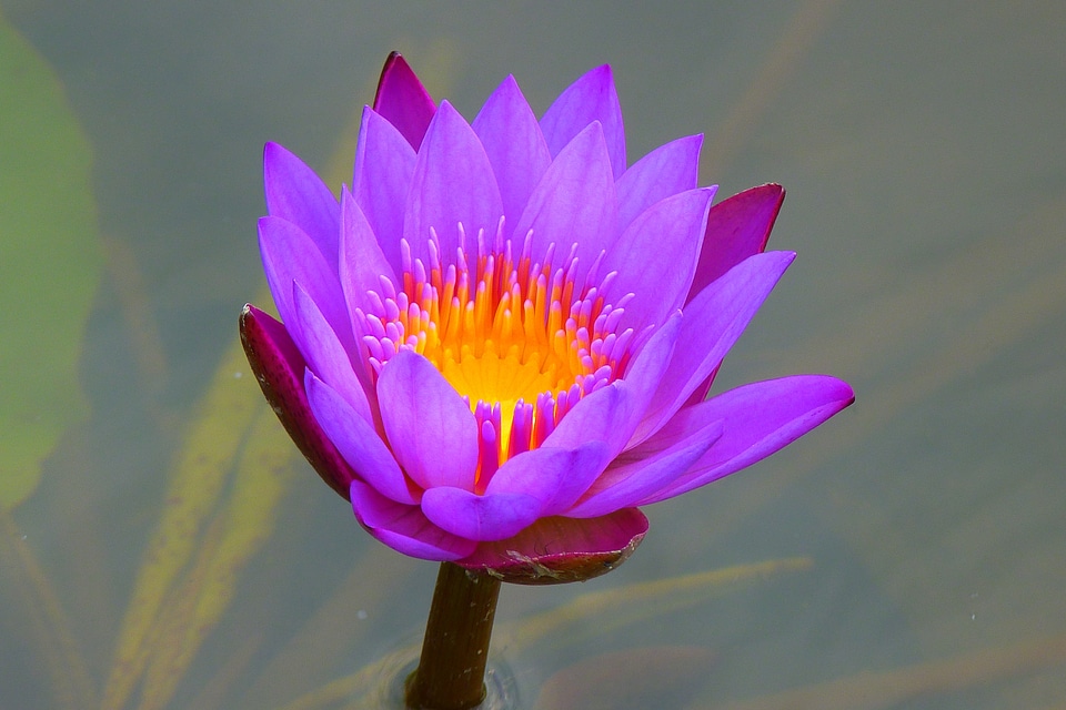 Blossom bloom violet