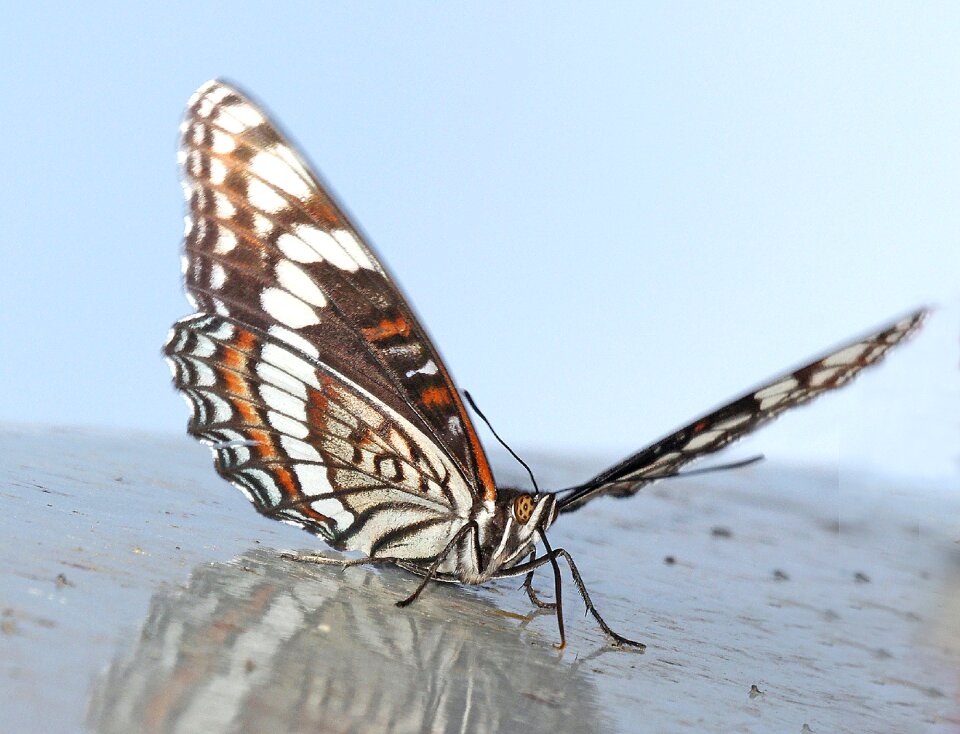 Free stock photo from Flickr