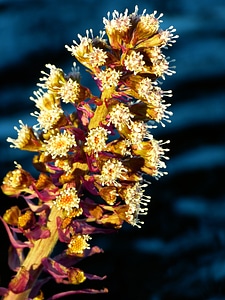 Flowers common butterbur spring photo