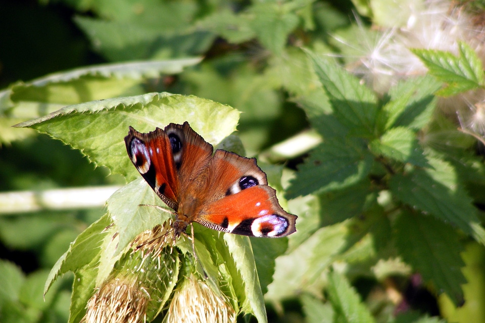 Insect nature fauna