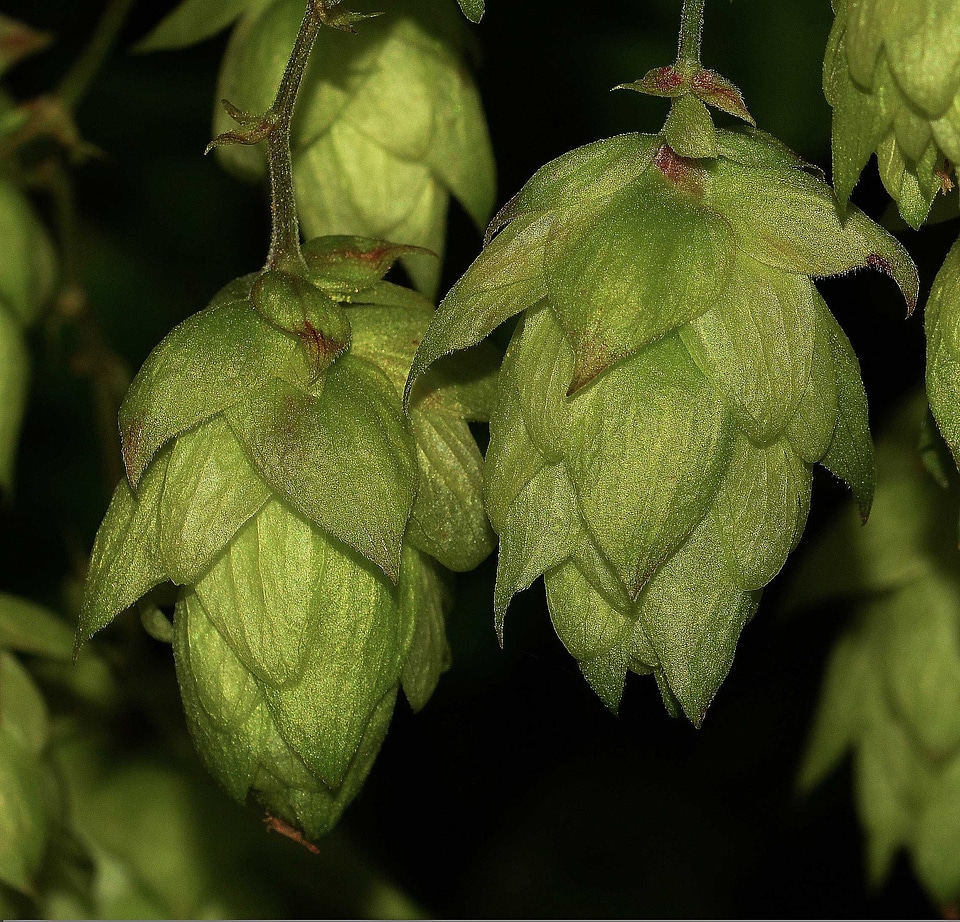 Hop nature green