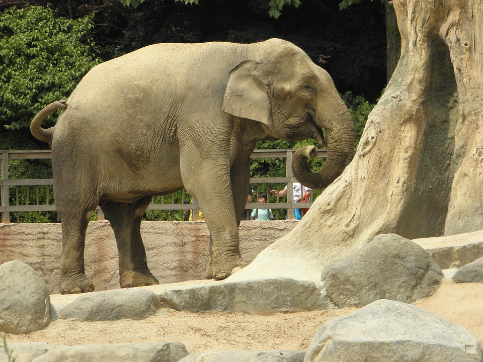 Elephant zoo a grazing animal