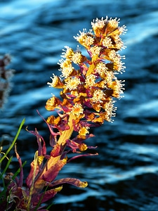 Flowers common butterbur spring photo