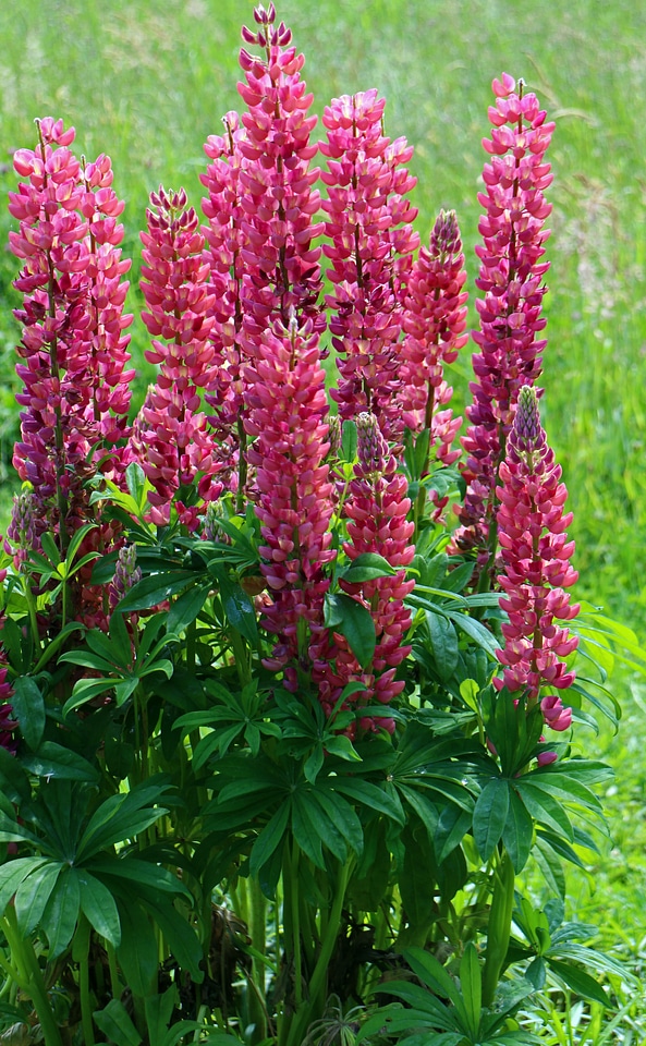 Garden flowers vegetable plant fodder plant