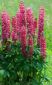 Garden flowers vegetable plant fodder plant