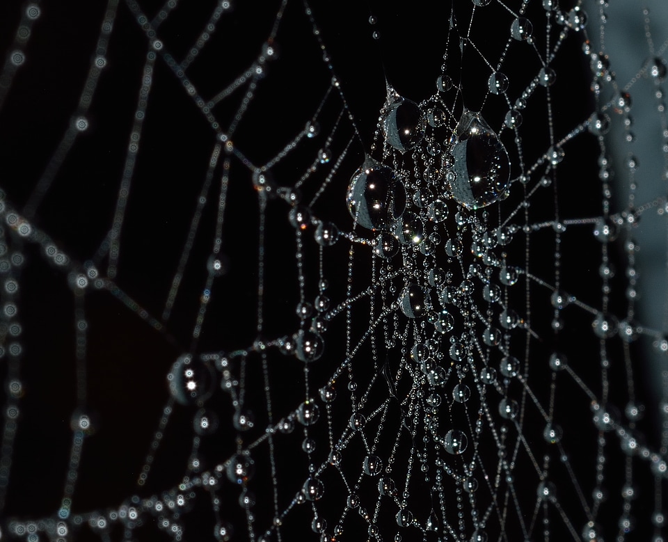 Water spider nature