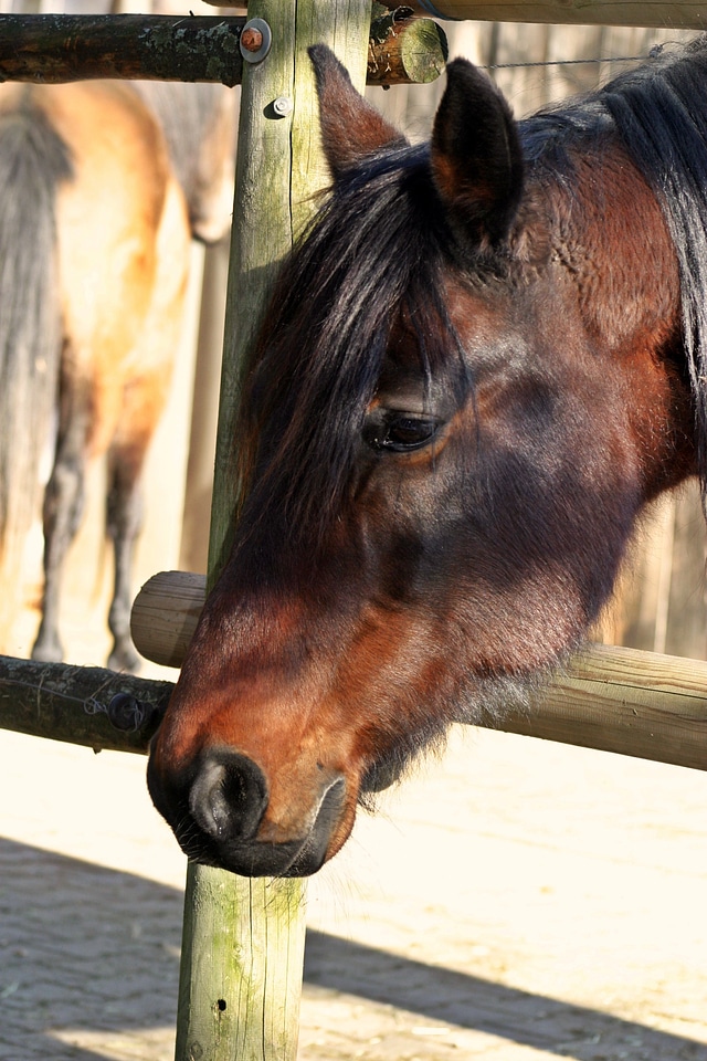 Berber curious pet