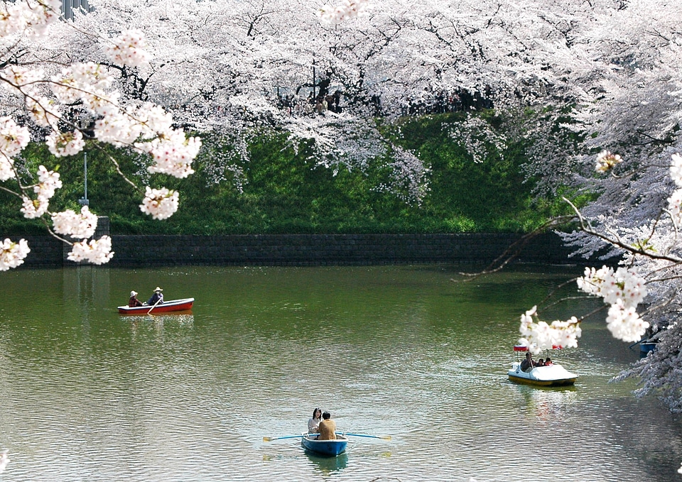 Chidori is the cherry blossoms imperial shores spring in japan