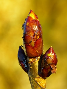Tree spring brown