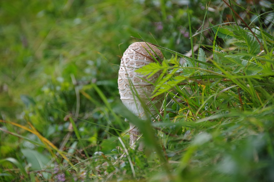 Screen fungus giant schirmling mushroom picking photo