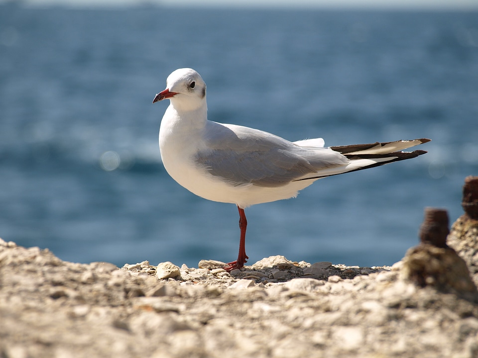 Seagull bird animals