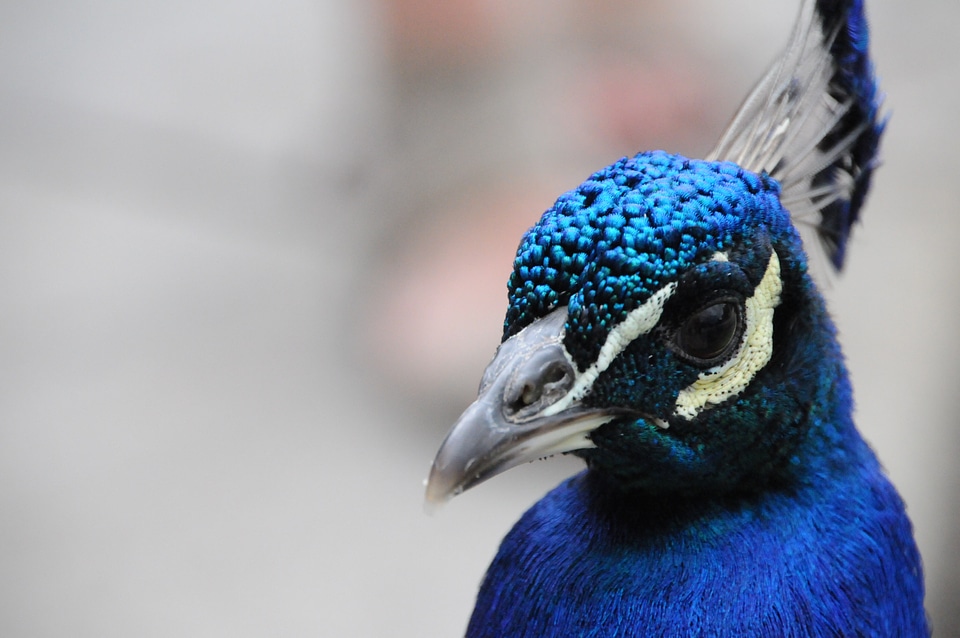 Bird beak animals